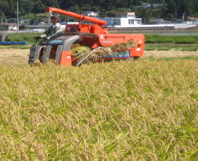 「稲の収穫作業」