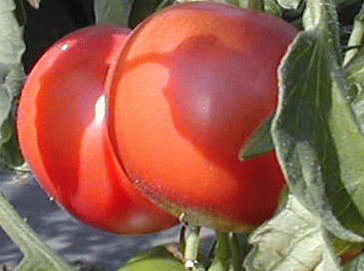 「急激な気候の変化で軟化するトマト」