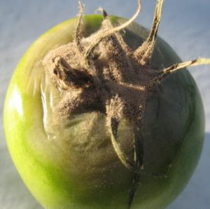 信州トマト工房の病気対策